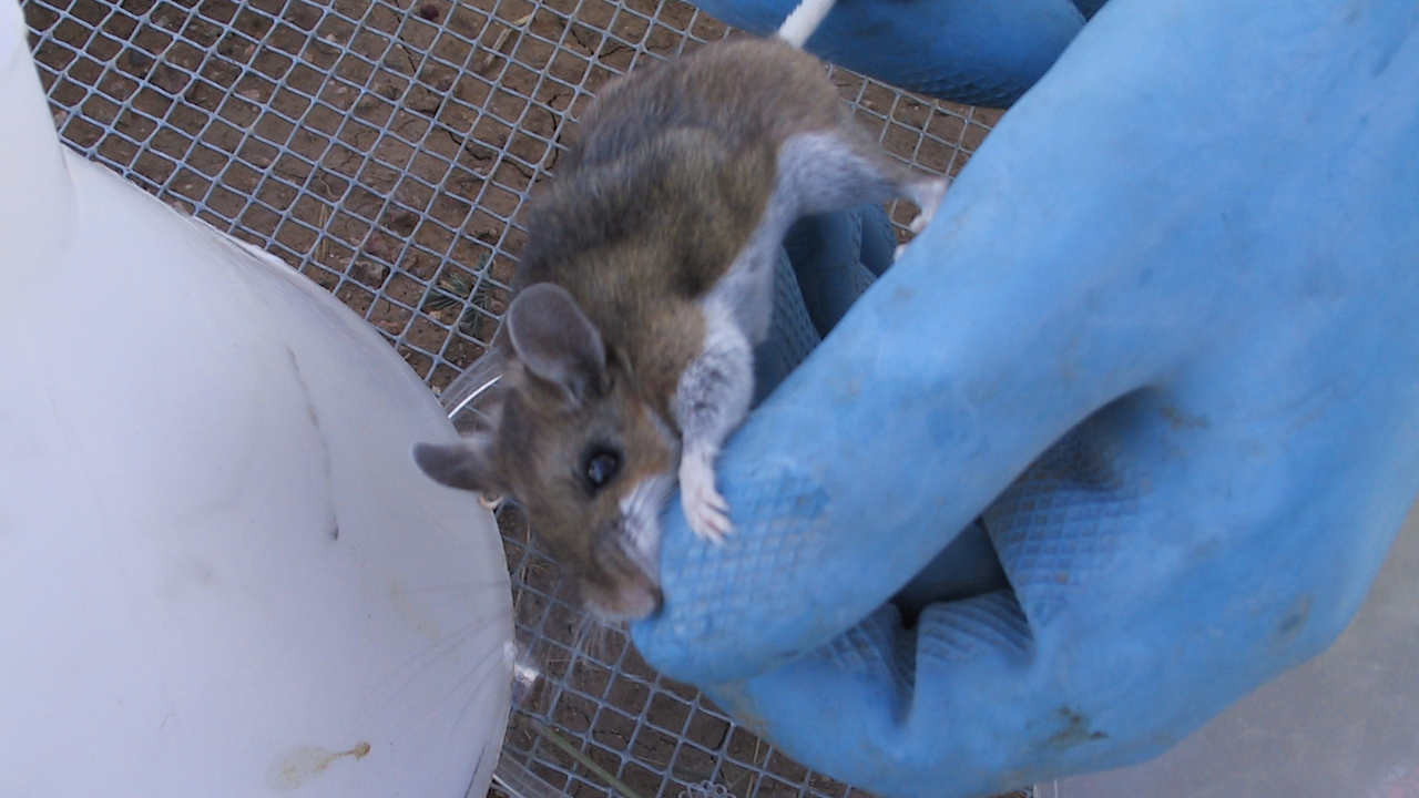 hantavirus wikimeida commons 1280