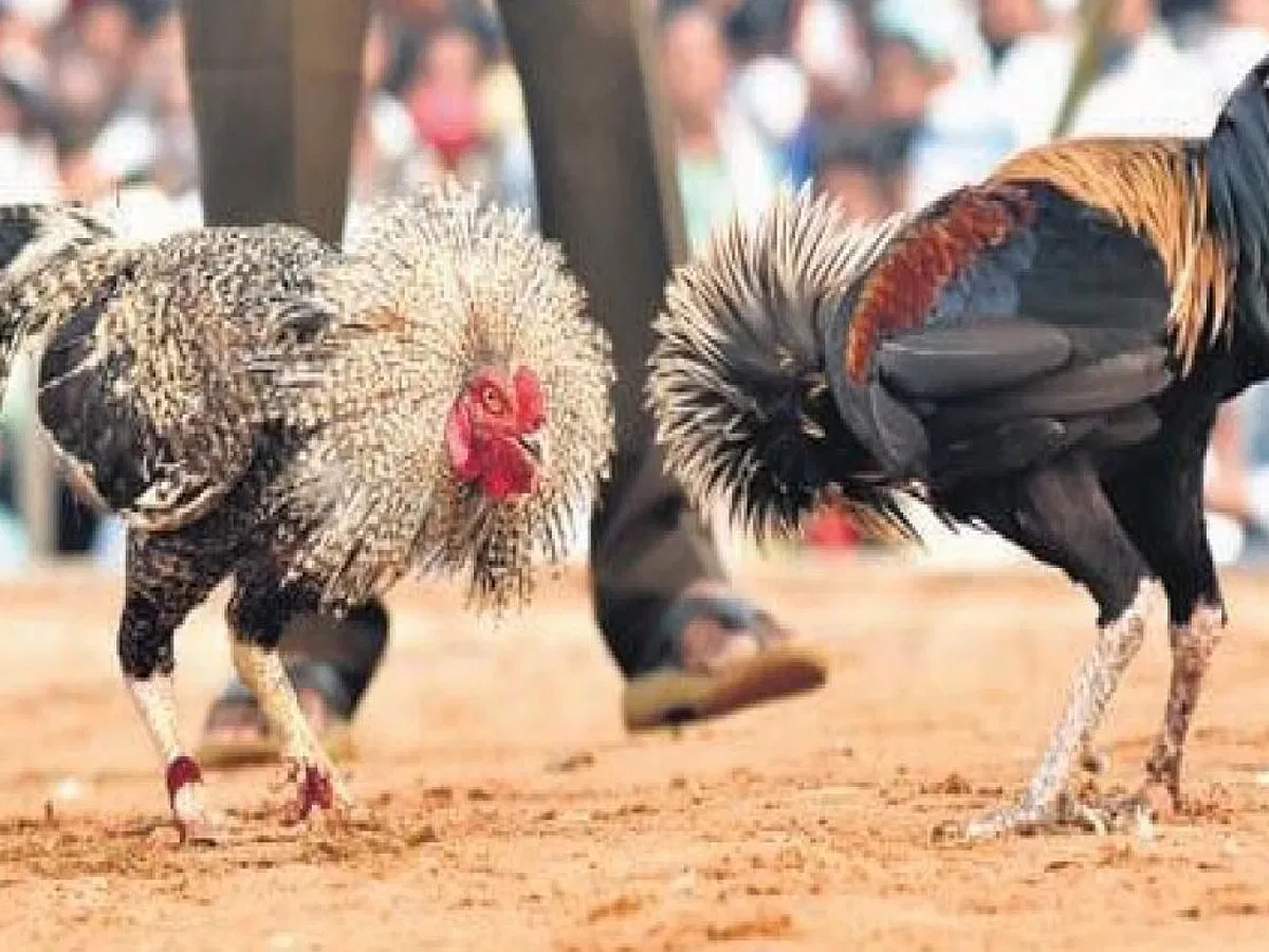 High Court Orders Action Against Cockfighting in AP During Sankranthi